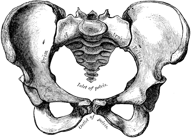 Pelvic health through the menopause transition and beyond